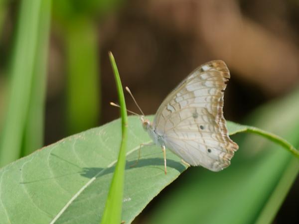 Anartia jatrophae